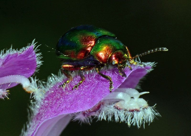 Amphicoma carceli,